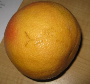 Laser Engraved Grapefruit